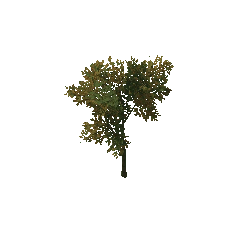 HVR Tree V01 T05 C02